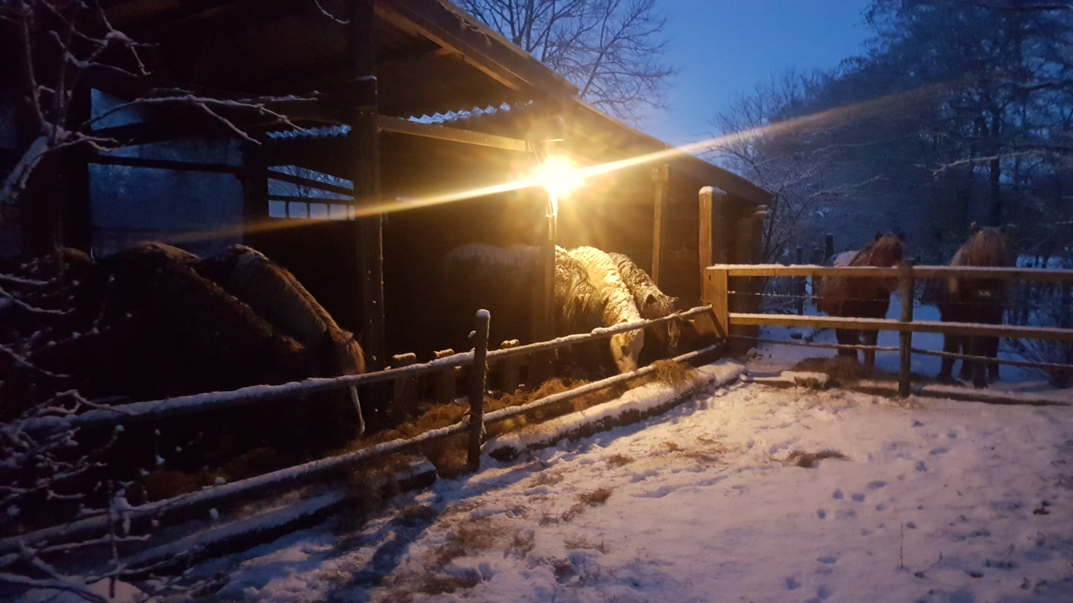 Onze paarden in 2024