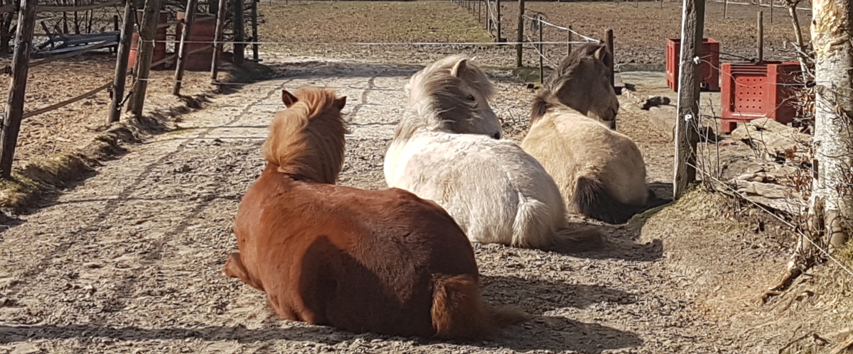 De vier elementen van goed paardrijden